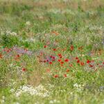 Blumenwiese