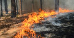 Aktueller Warnhinweis: Hohe Waldbrandgefahr